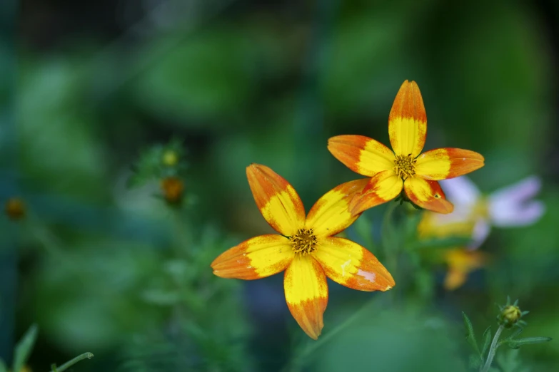 some flowers in an outdoor area surrounded by grass