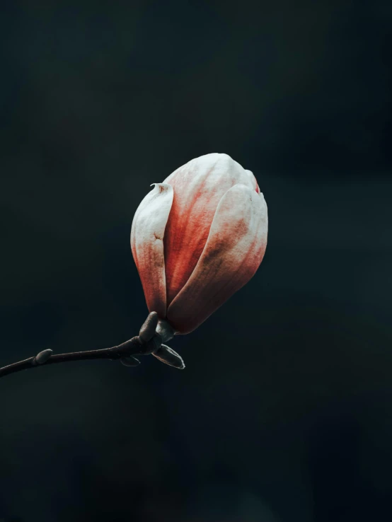 the back side of a flower with its leaves still open