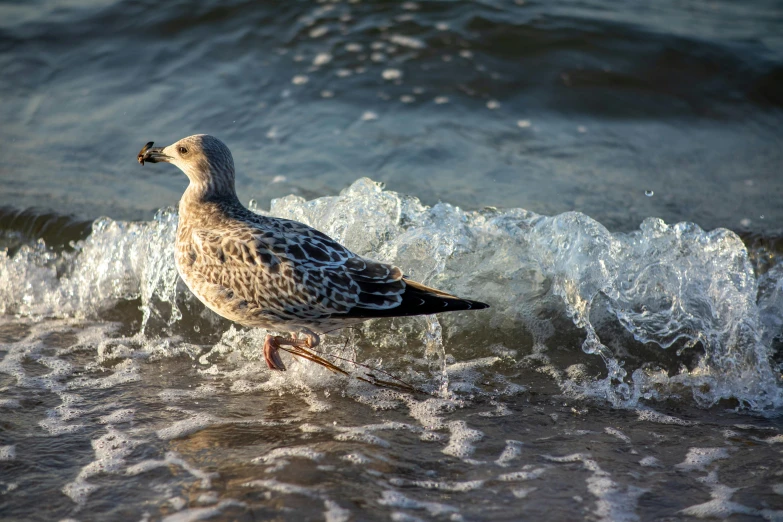 the bird is walking on the beach