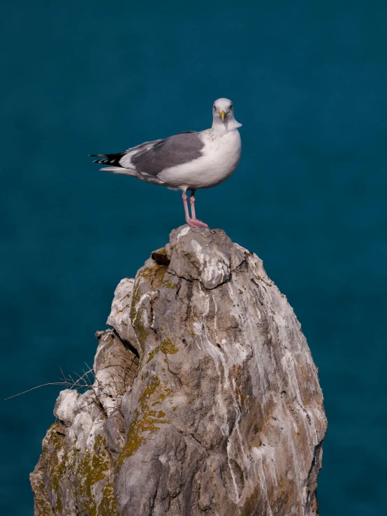 a white bird stands on the edge of a rock