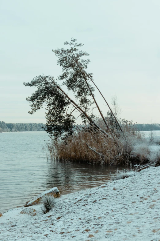 a snow covered beach with water and trees