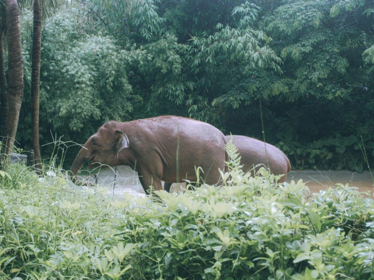 a couple of elephants standing on top of a forest