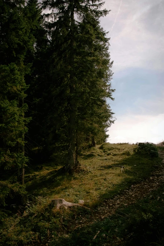 a grassy area with trees in the distance