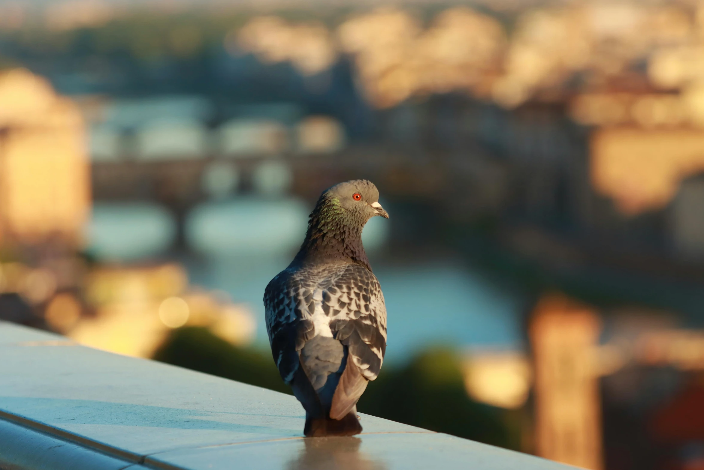 a bird perched on a ledge overlooking a city and river