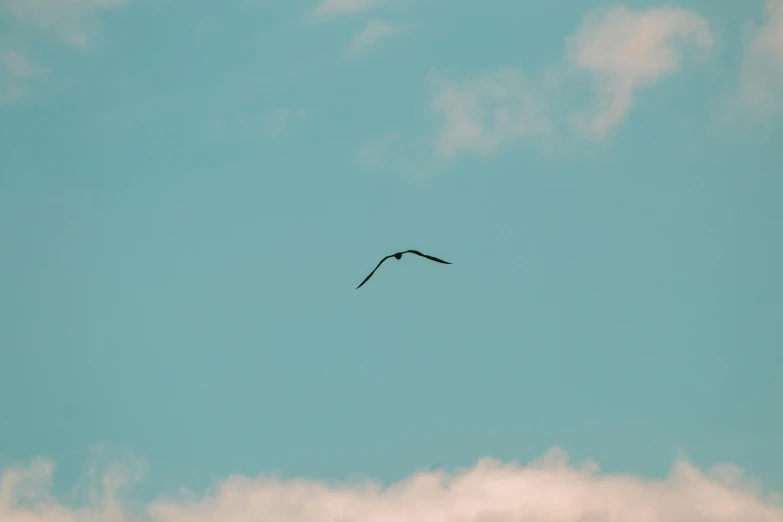 two birds are flying through the sky above clouds