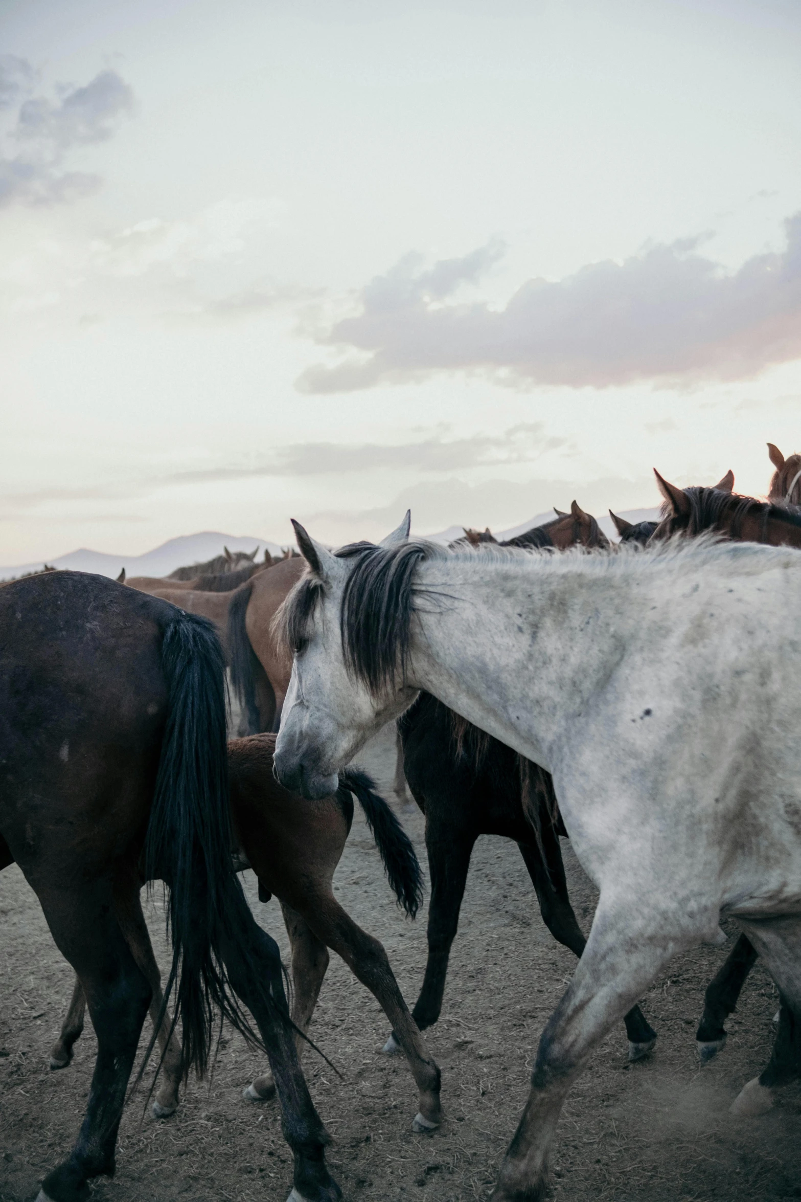 a group of horses running through the field