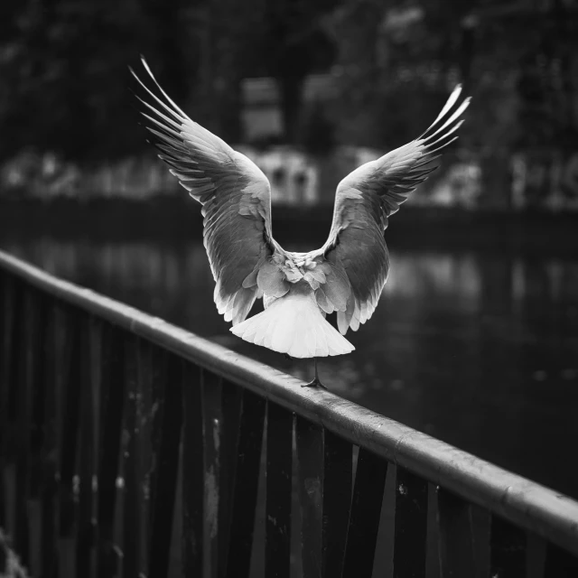 a bird landing on top of a wooden bridge over water