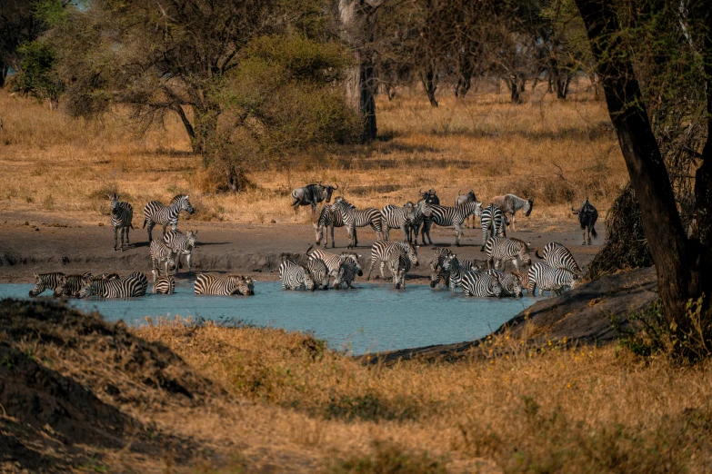 several zes are drinking water next to each other