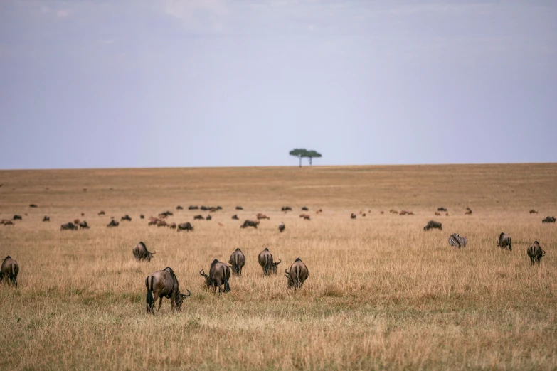 a herd of zes grazing on some dry grass