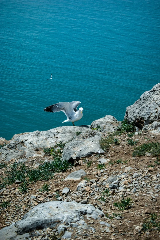 a bird that is flying over a hill