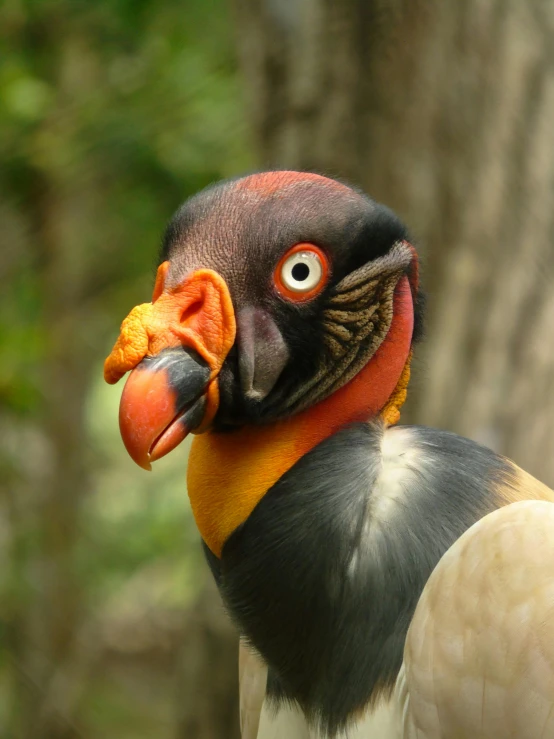 a large bird with an orange beak near a tree