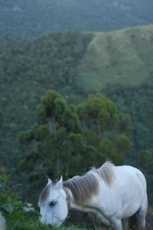 a white horse eating grass near a forest