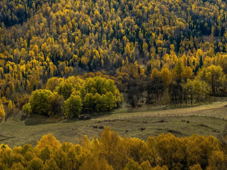 an aerial view of some green trees and yellow foliage