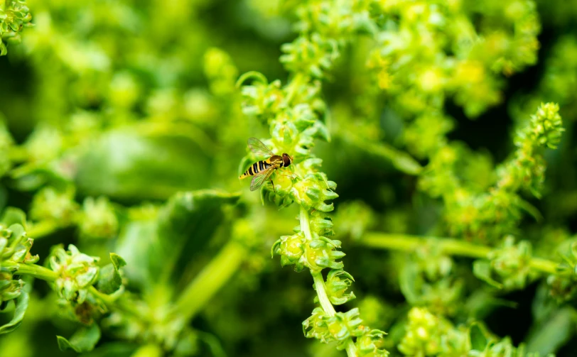 a fly sitting on top of a green leaf