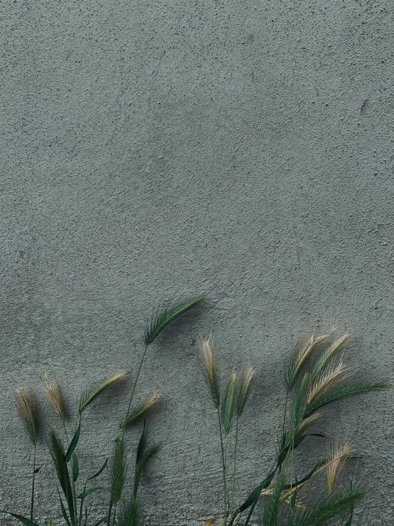 two plants in a brown pot with grass growing through the sand