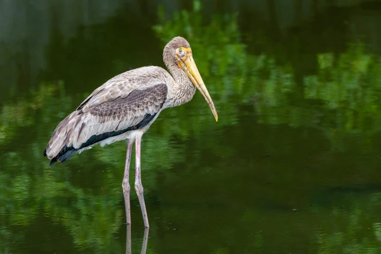 a bird with an extremely large beak stands on some water