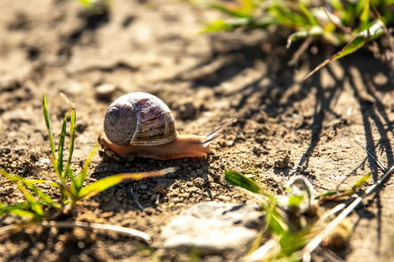 there is a snail walking on the ground