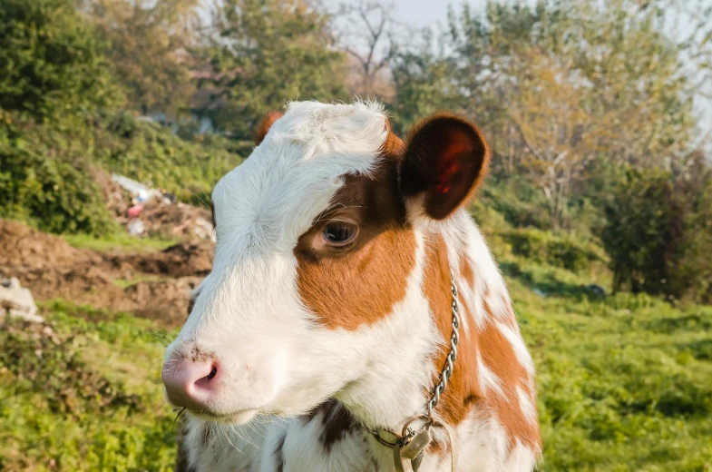 a brown and white cow with a metal chain