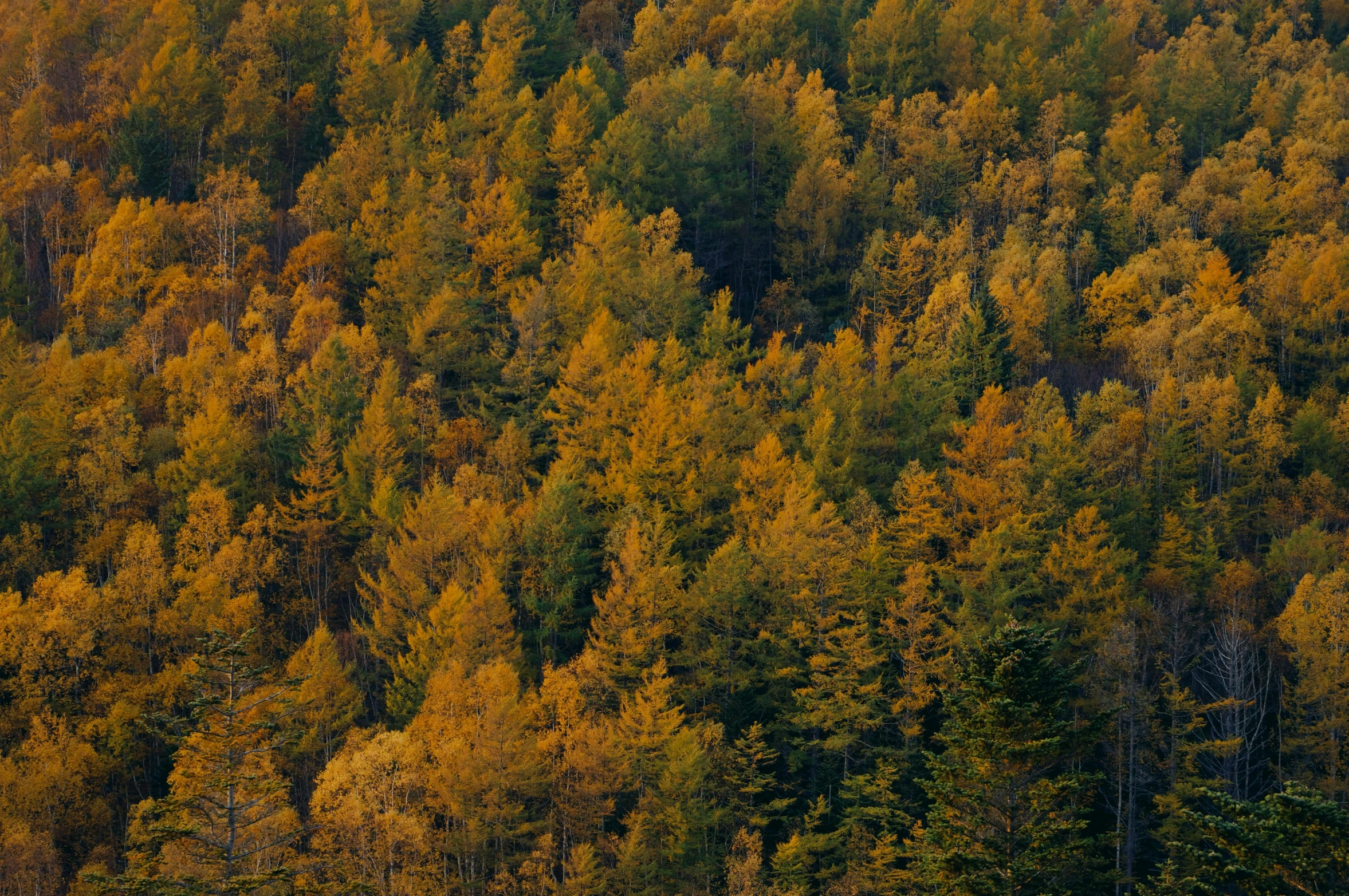 a very large group of trees with yellow leaves