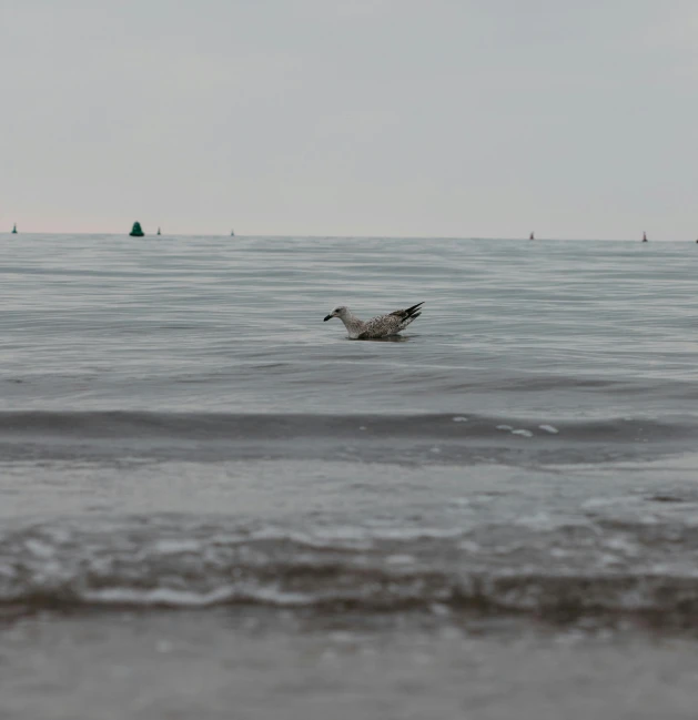 a dog is swimming in the water near some buoys