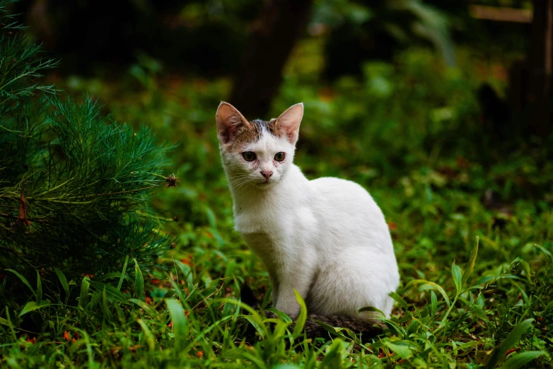 a white kitten sitting in the green grass