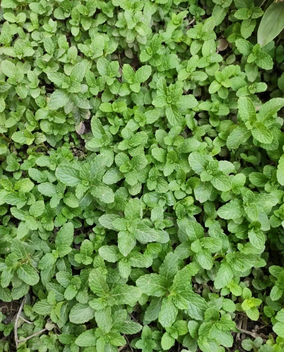 green plants growing on the grass in a garden