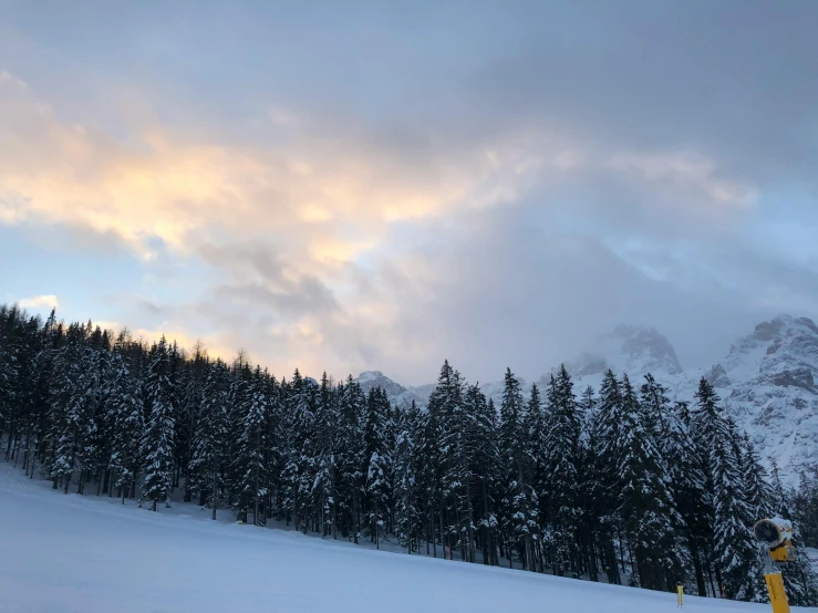 some trees in the snow and one person on skis