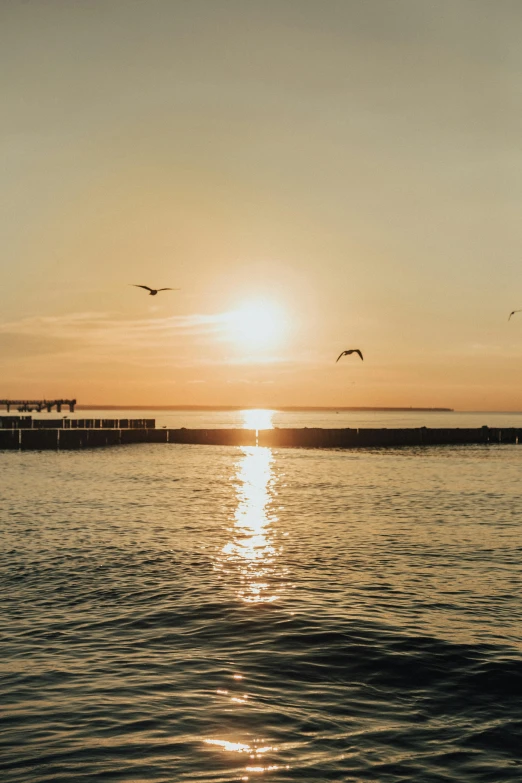 sunset in a sea, two birds flying close to each other