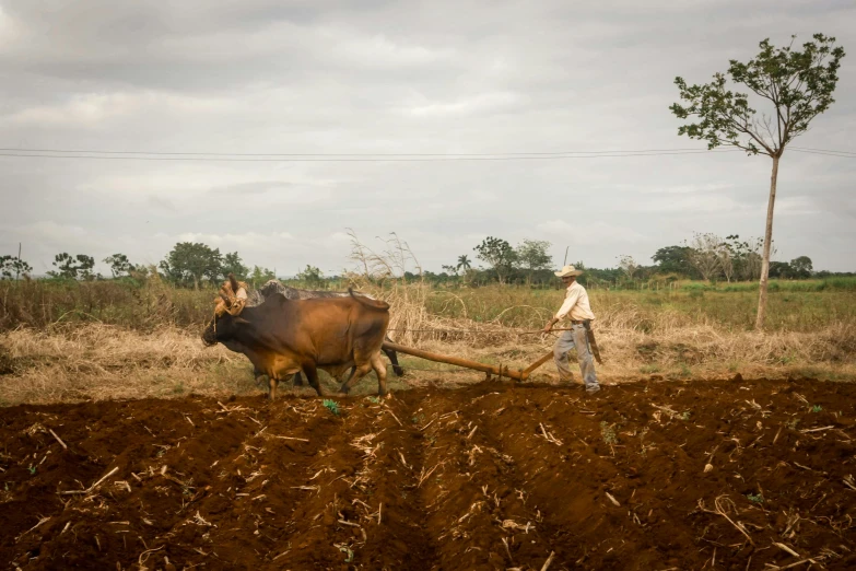 a man walking in the middle of a field with an animal pulling it