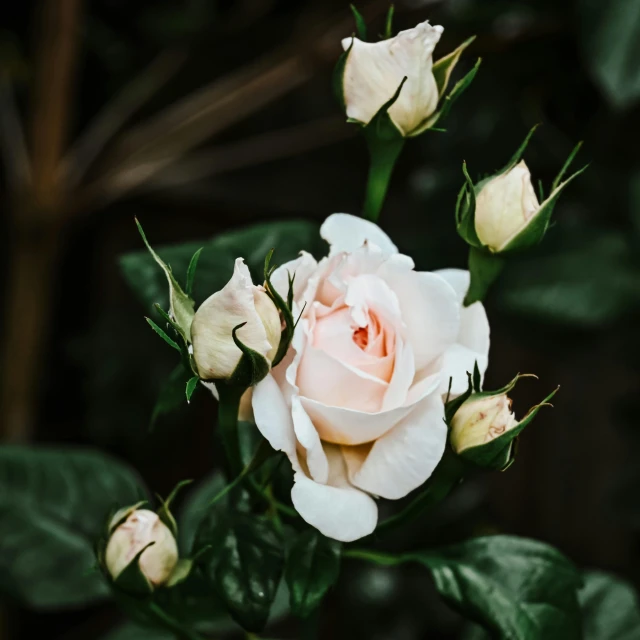 an odd white rose with a thin bud