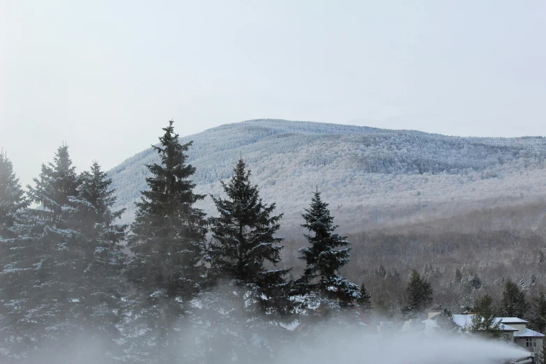 a scenic s of trees, bushes and a snow covered mountain