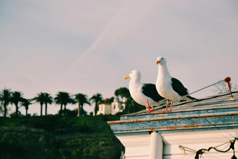 two seagulls sitting on top of a roof