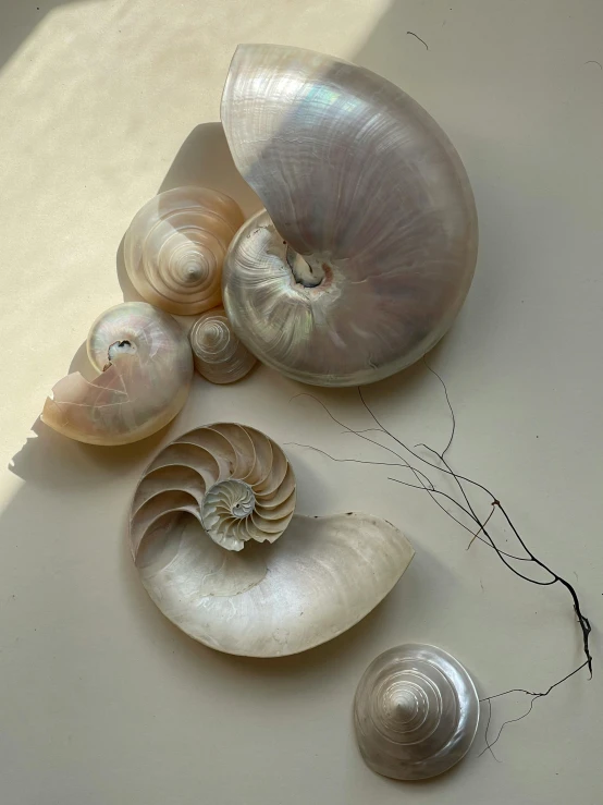 a white table with many shells laying on it