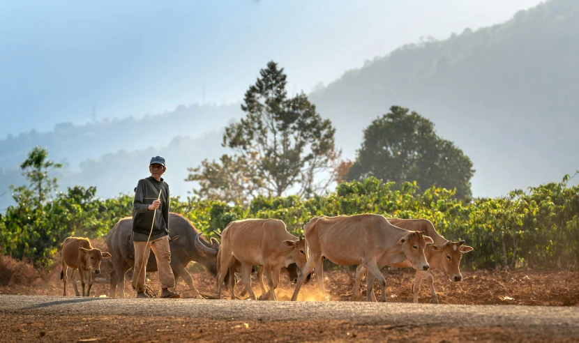 a man on a horse leads cattle down a dirt road