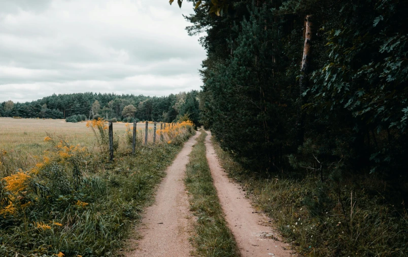 a dirt road surrounded by green trees and yellow flowers