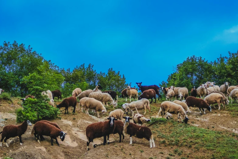 many sheep that are standing in the dirt