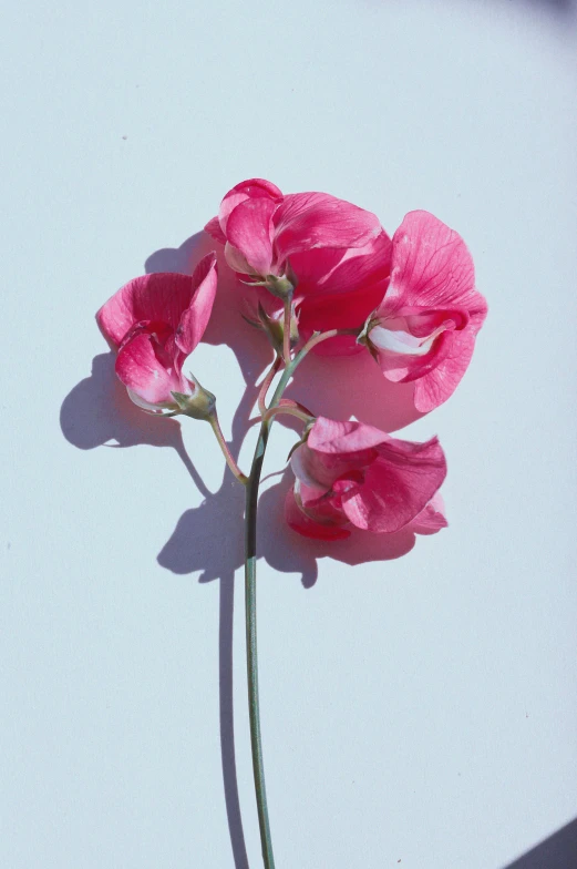 a flower sitting on top of a counter