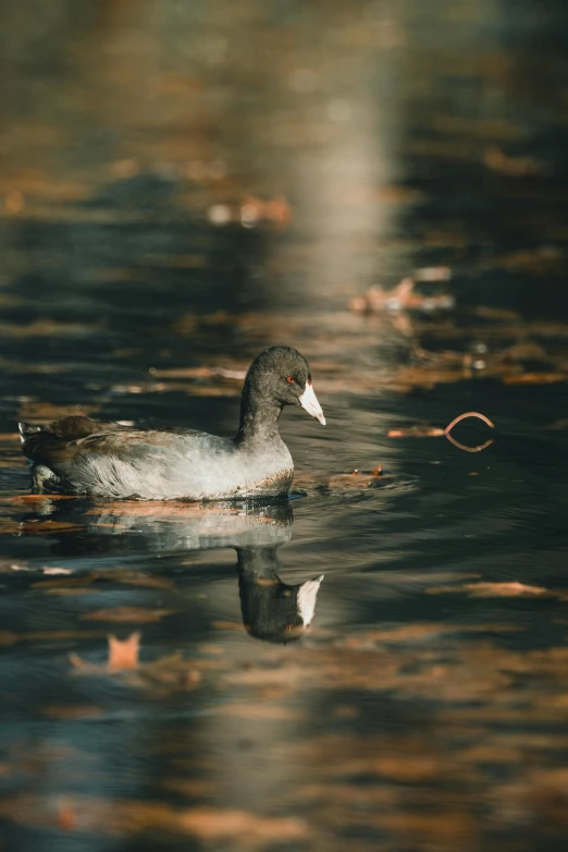 a small bird floating on top of a lake near leaves