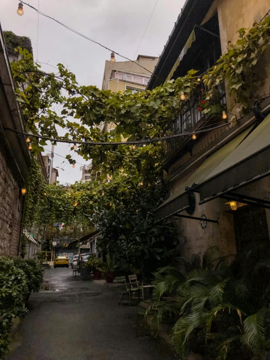 a small alley way is dotted with plants