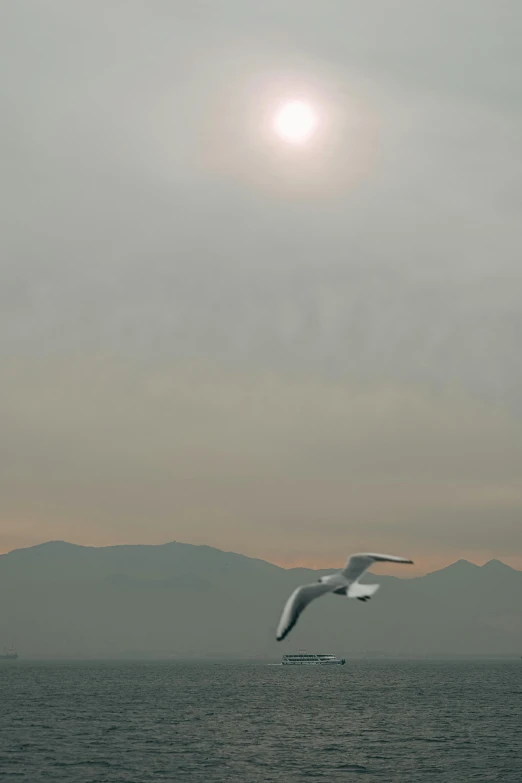 seagull soaring by in flight over water with a distant mountain in the background