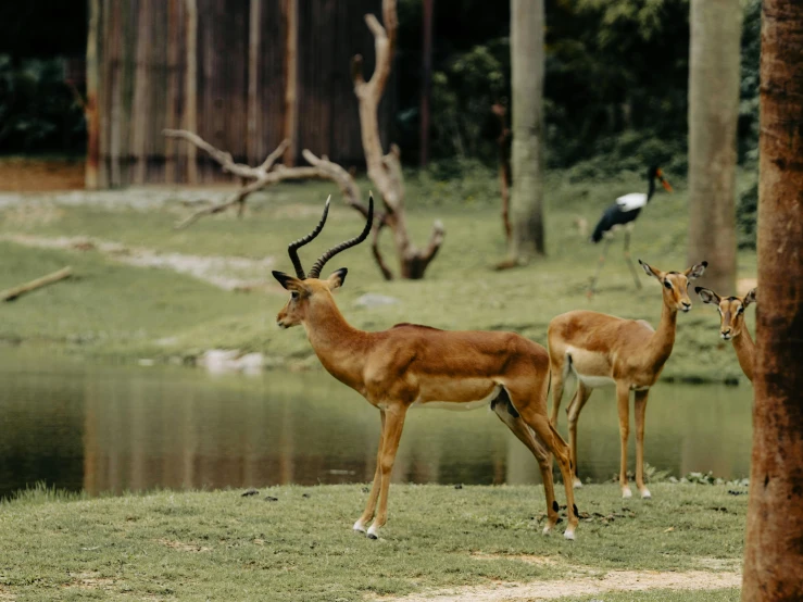 several wild antelope are grazing in the field