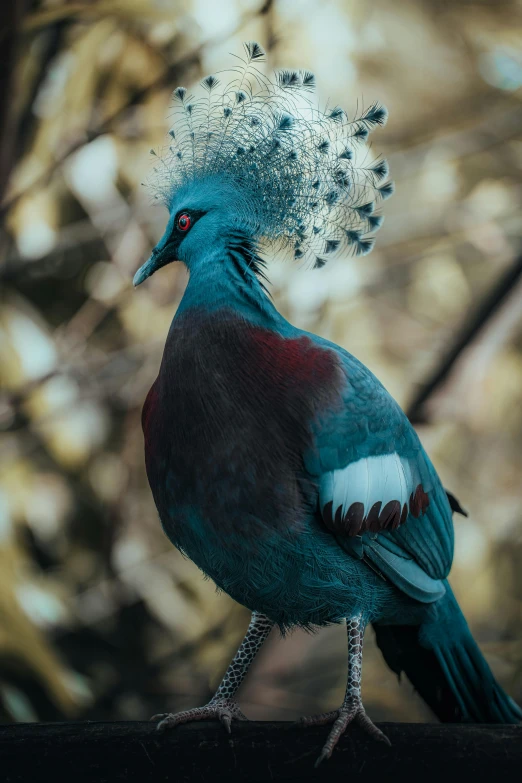 a peacock that has its feathers out and is standing on the ground