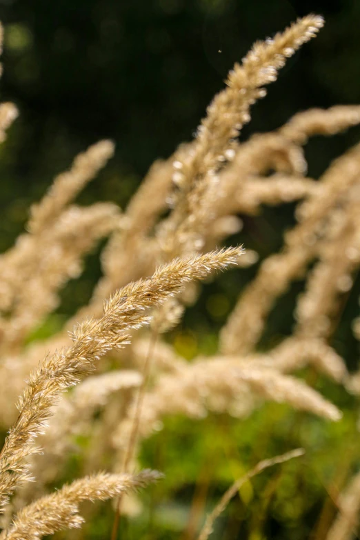 a bunch of grass with lots of thin brown leaves