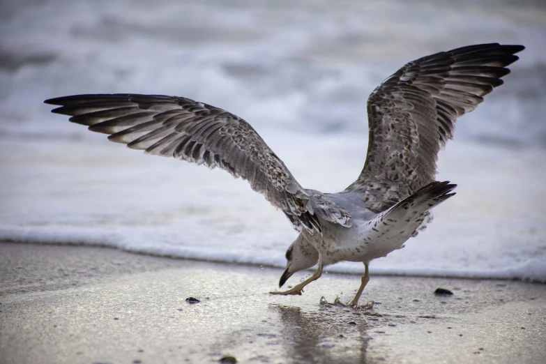 a seagull taking off from the sand and on to a beach