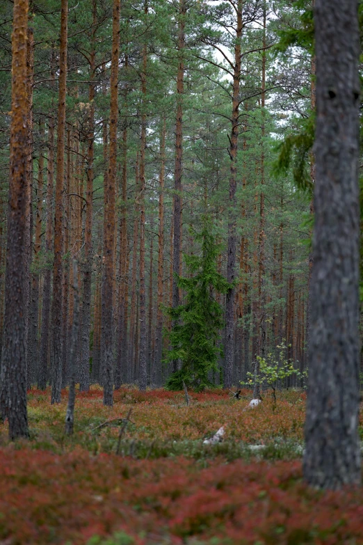 a person walking through a forest of pine trees