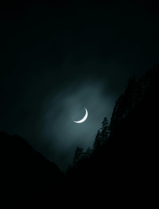 moon seen behind tree nches in dark night sky