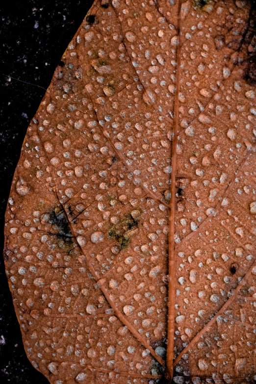 a close up of a tree leaf with water droplets on it