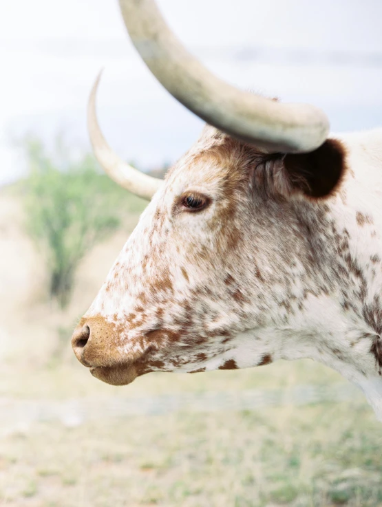 a white long horn cattle with a large black, gray and brown bull's horns