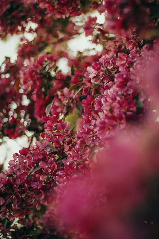 a red flowering tree with many flowers on it