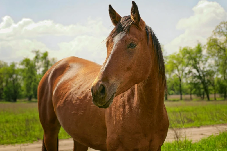 a large horse standing on top of a lush green field